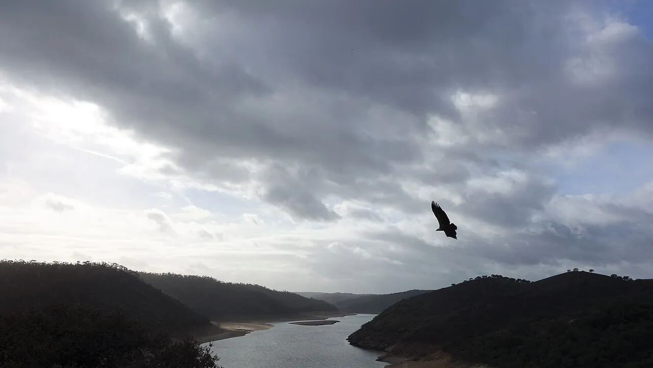 Buitre volando en el Parque Nacional de Monfragüe