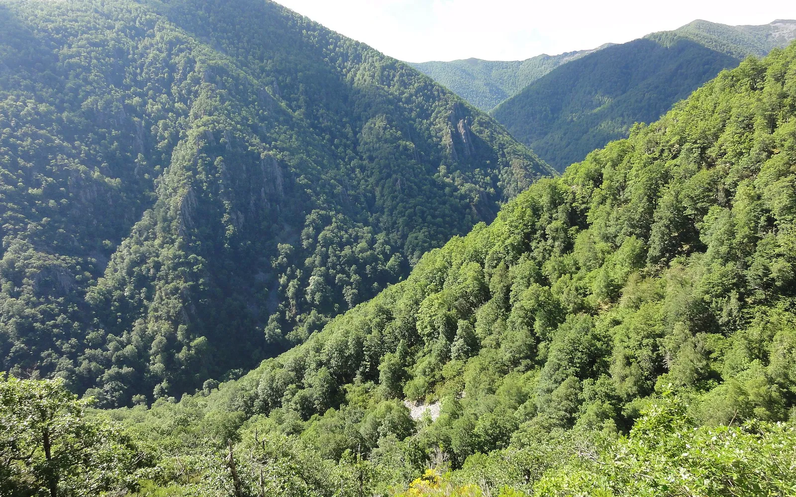 Reserva de Muniellos: cómo visitar el mayor robledal de España (permiso, rutas y consejos)