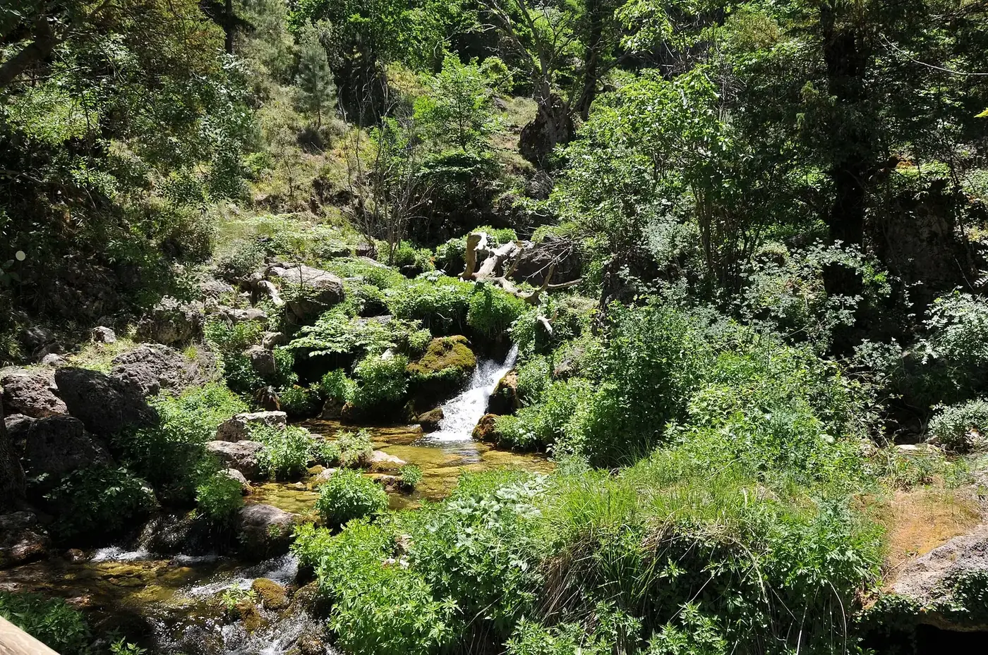 Sendero entre bosque y arroyos en el Nacimiento del río Mundo