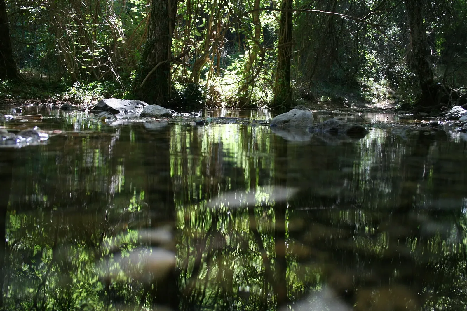 Remanso del río Mundo reflejando el bosque