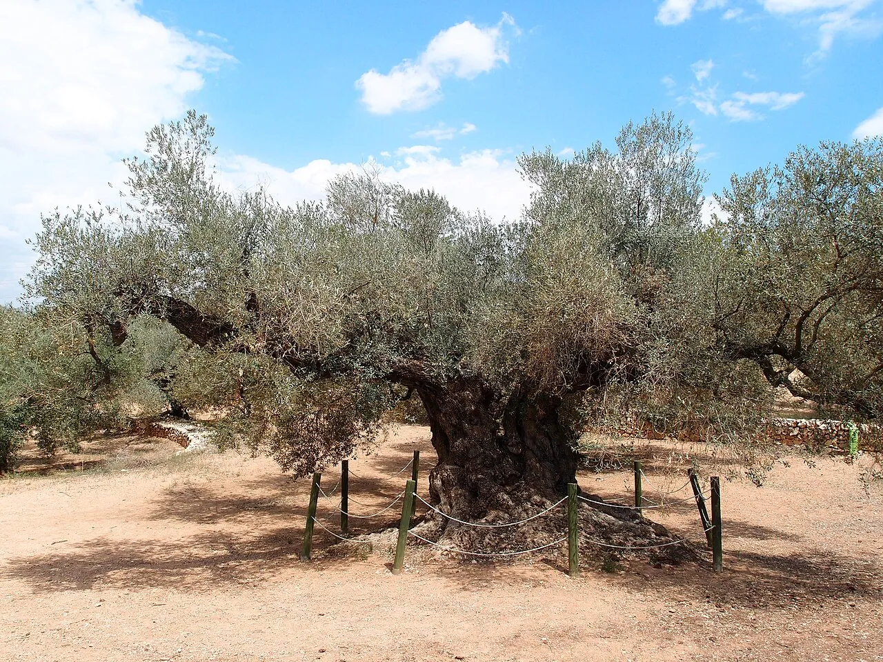 Farga de l'Arion, Ulldecona