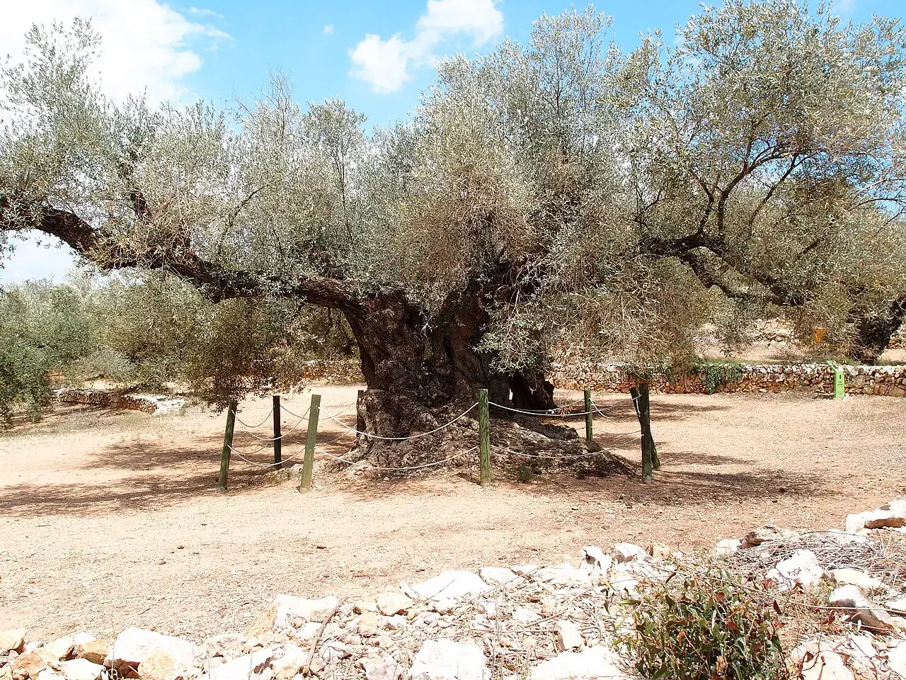 Olivo milenario en Ulldecona