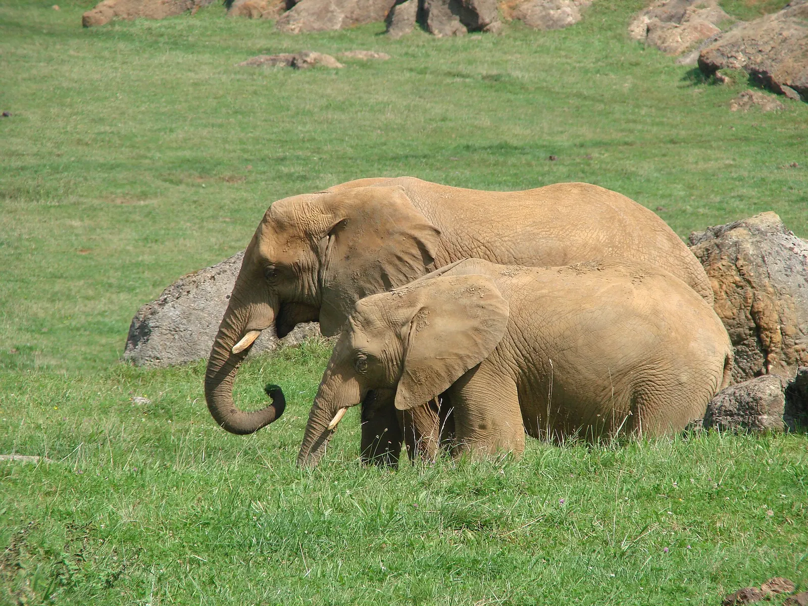 Elefante africano con su cría en Cabárceno
