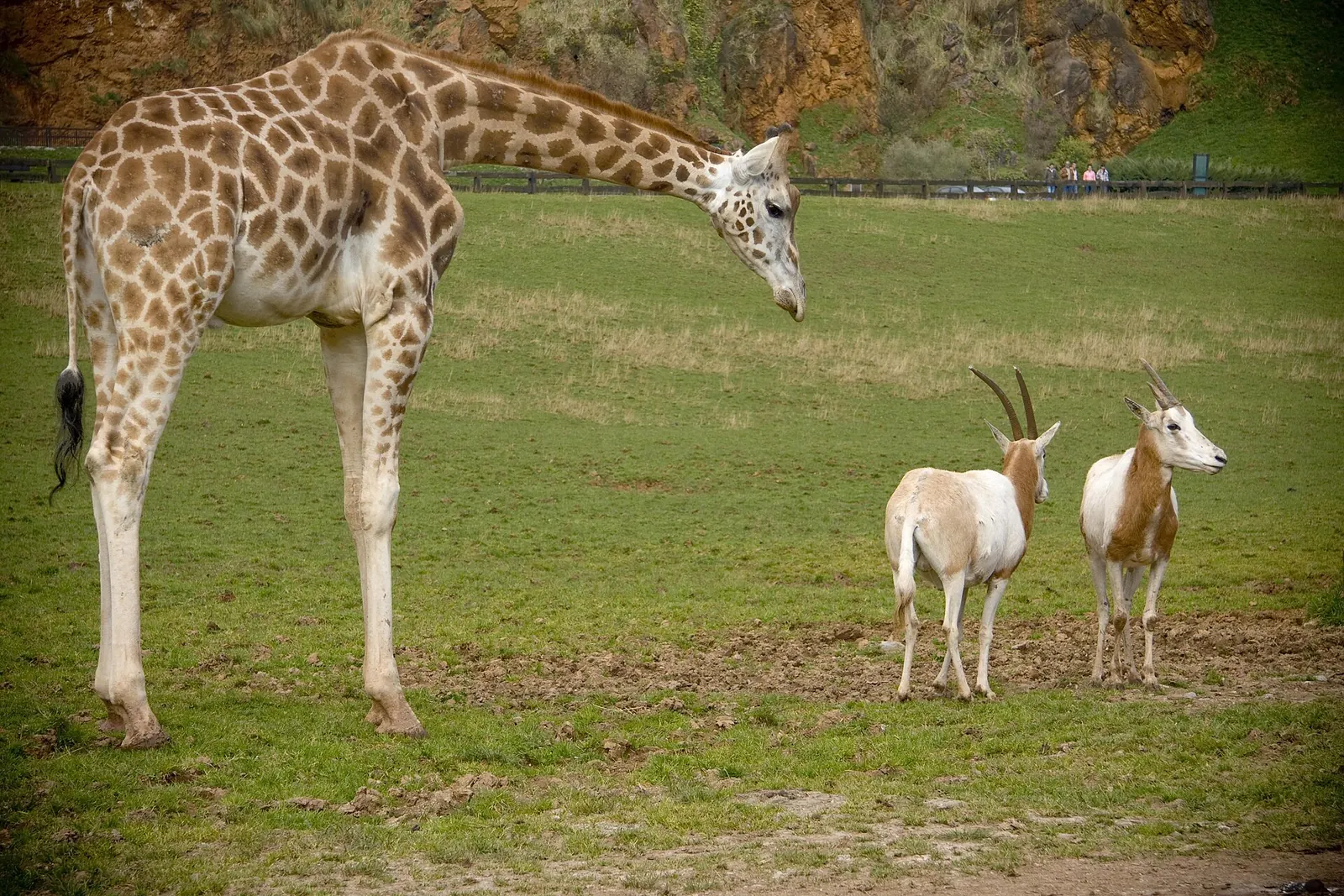 Jirafa y antílopes en el Parque de Cabárceno
