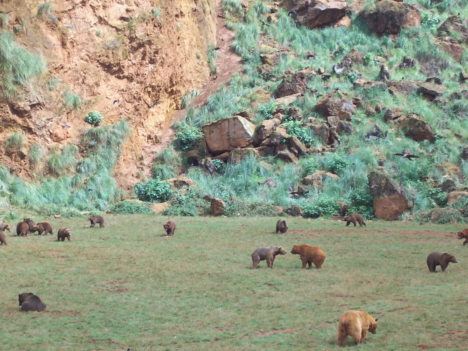 Osos pardos en el gran recinto de Cabárceno