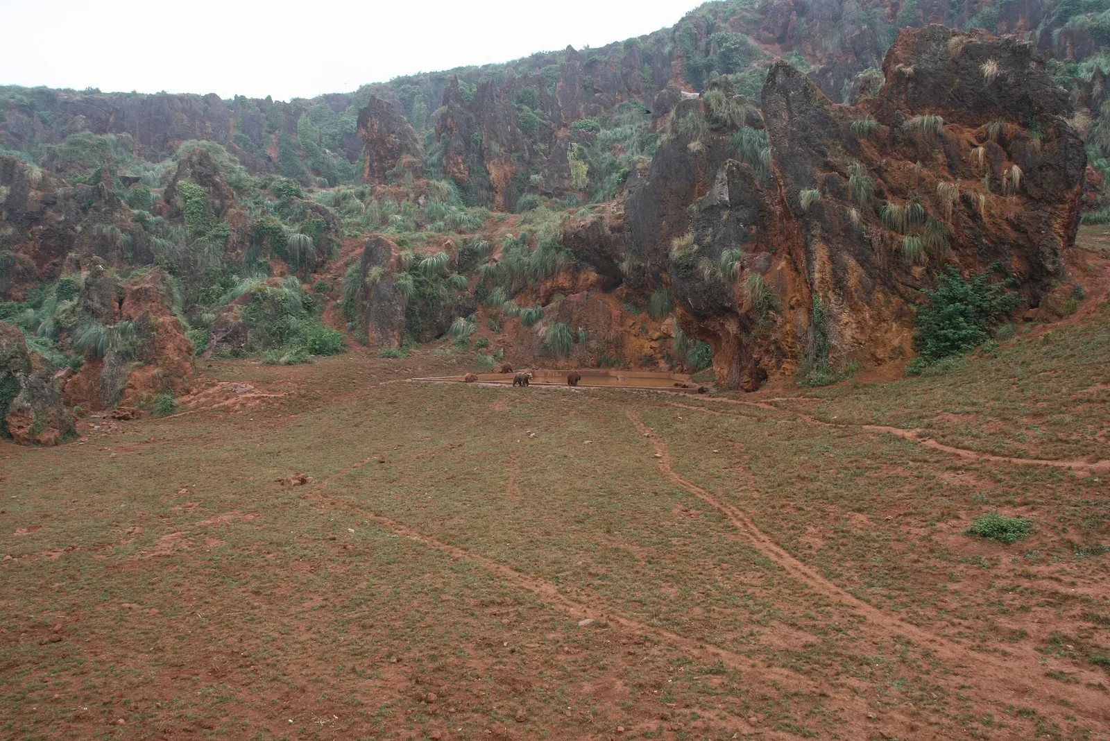 Grupo de osos en el Parque de la Naturaleza de Cabárceno