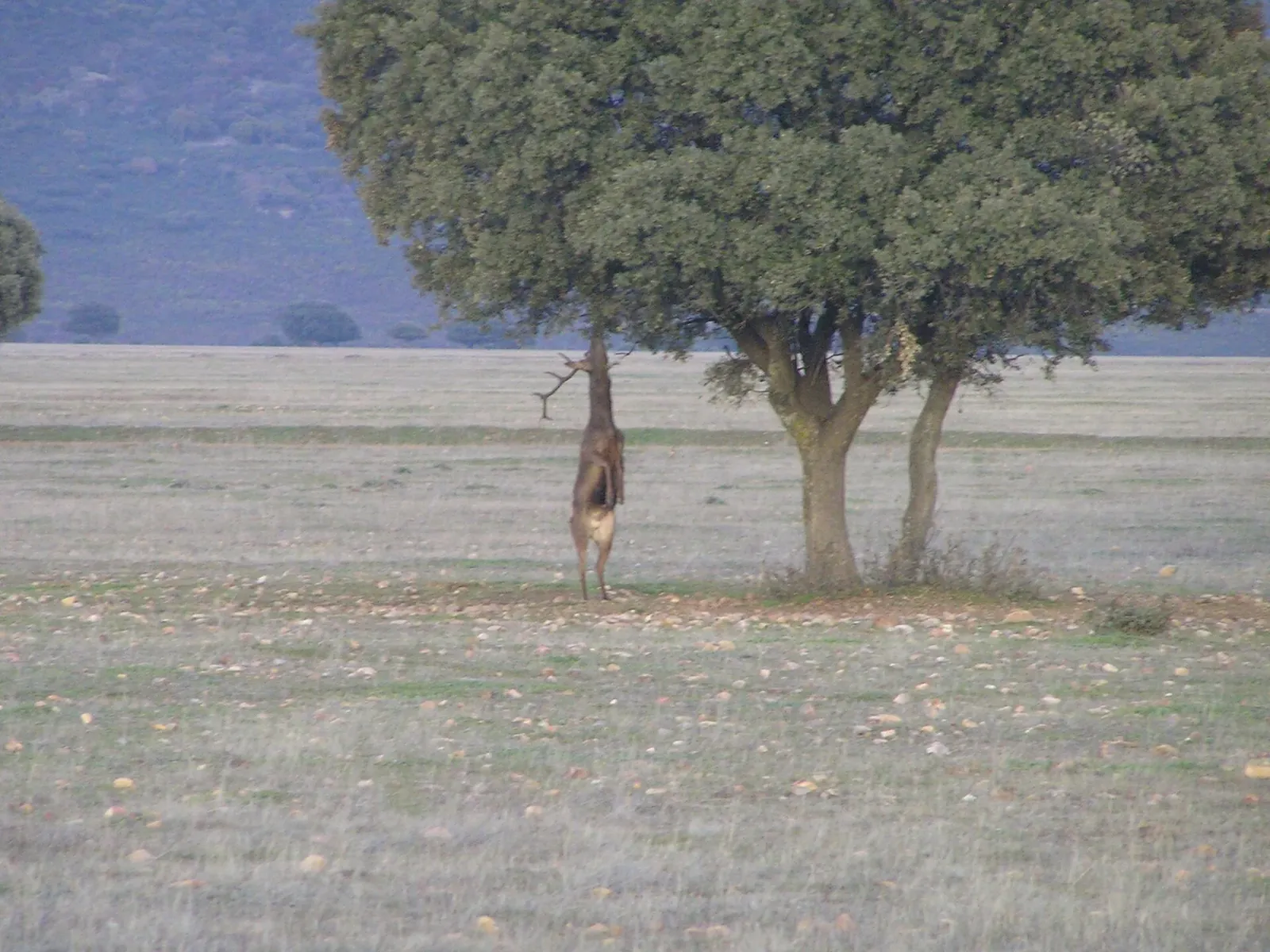 Ciervo junto a una encina en Cabañeros