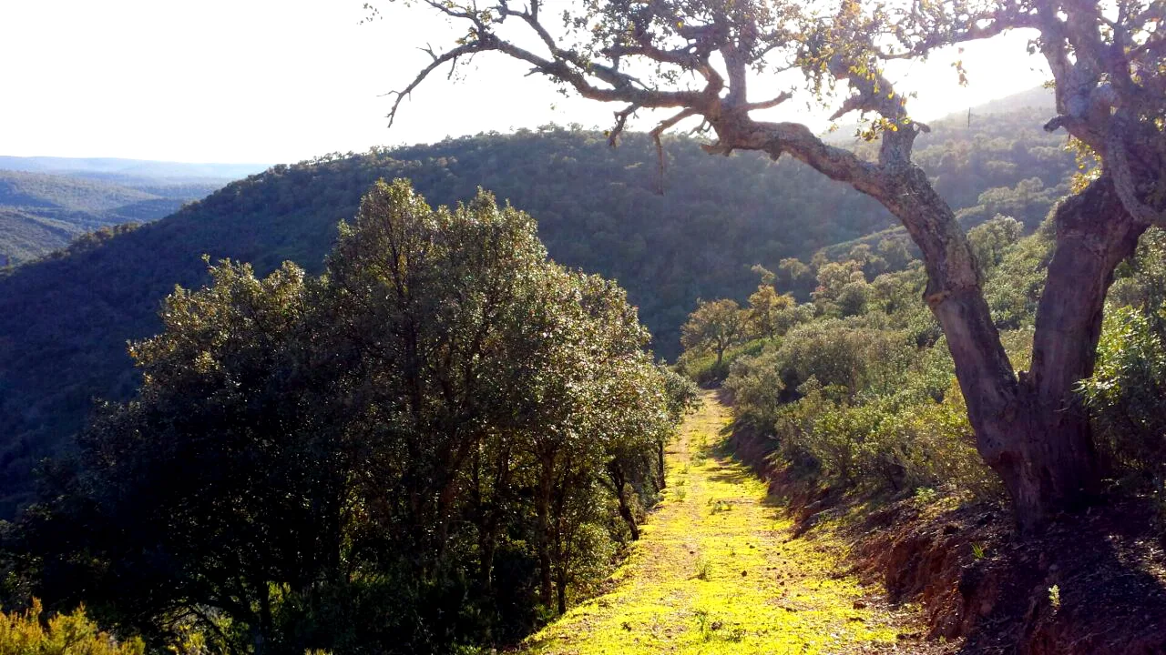 Paisaje de sierras y bosque del Parque Nacional de Cabañeros