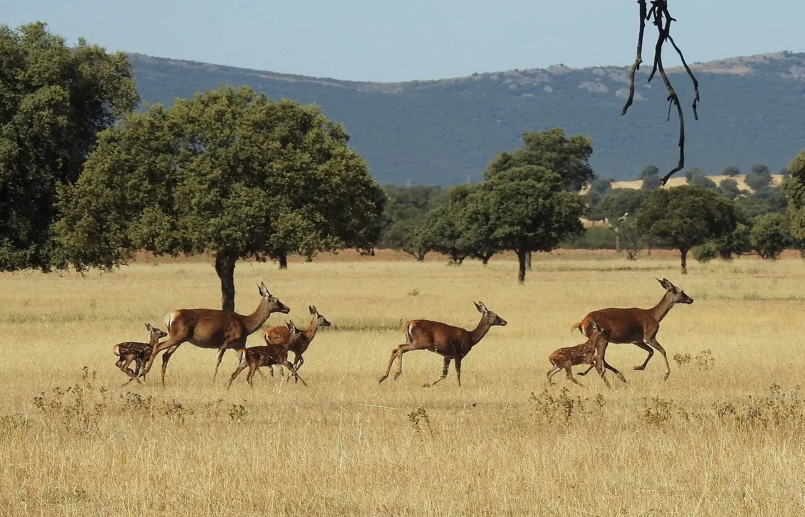 Parque Nacional de Cabañeros: ciervos en la raña, la berrea, el Boquerón del Estena y rutas por el bosque mediterráneo