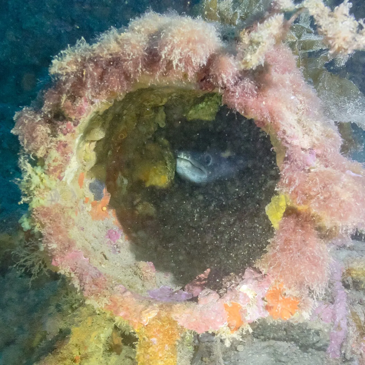 Congrio en un hueco del pecio Naranjito