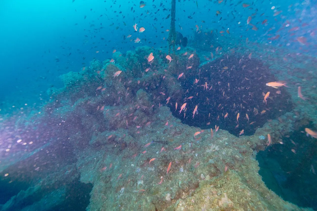 Peces sobre el casco del pecio Naranjito
