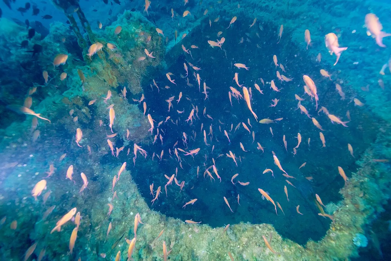 Banco de peces sobre una bodega del Naranjito