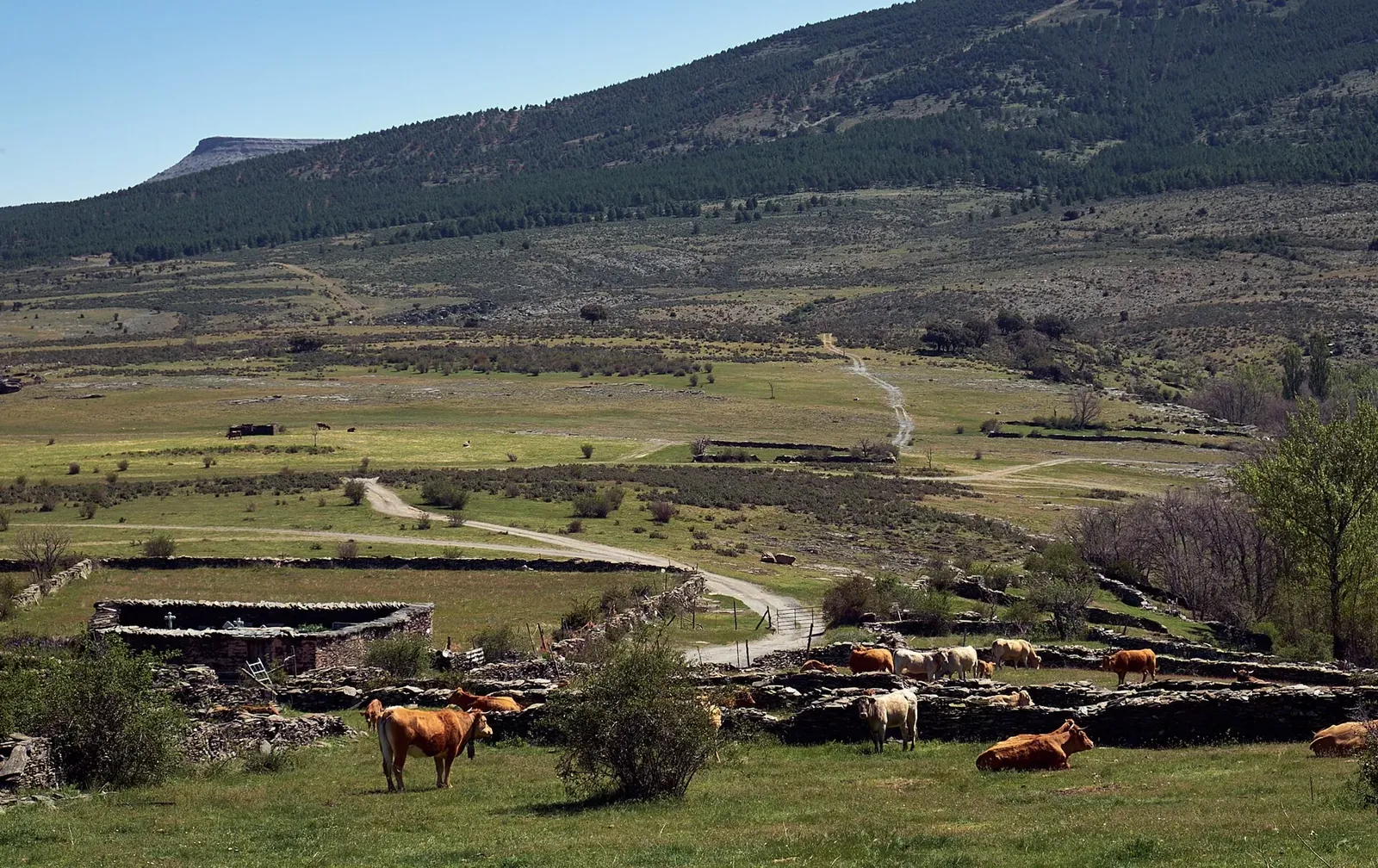Paisaje de El Muyo con pastos y la sierra al fondo