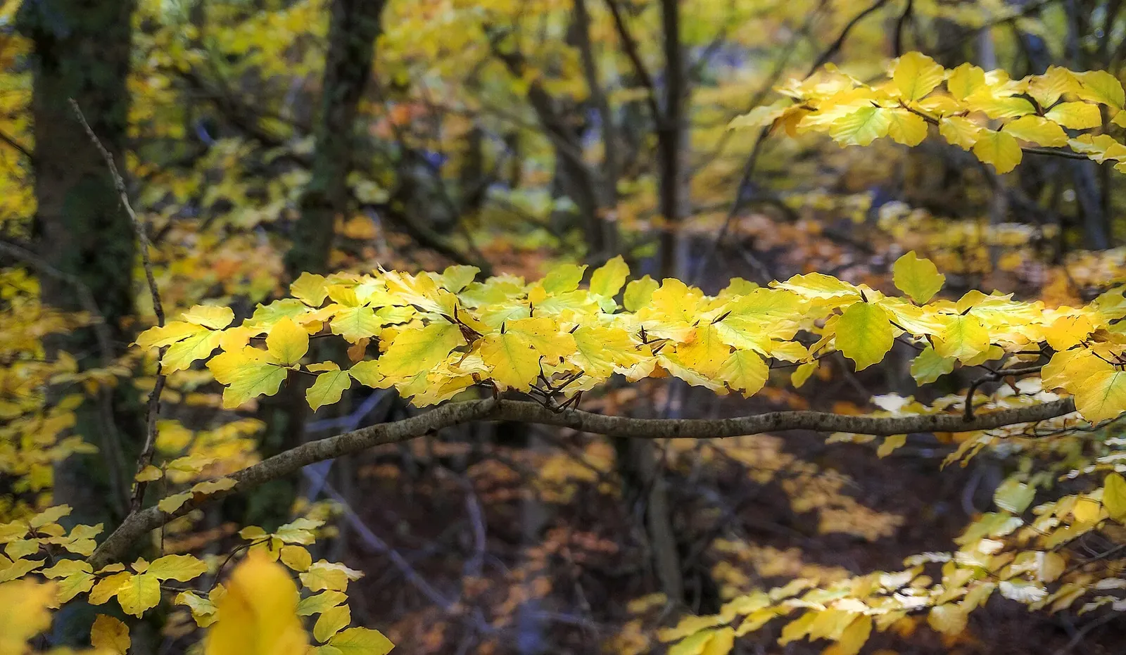 Hojas amarillas de haya en el hayedo de Tejera Negra en otoño