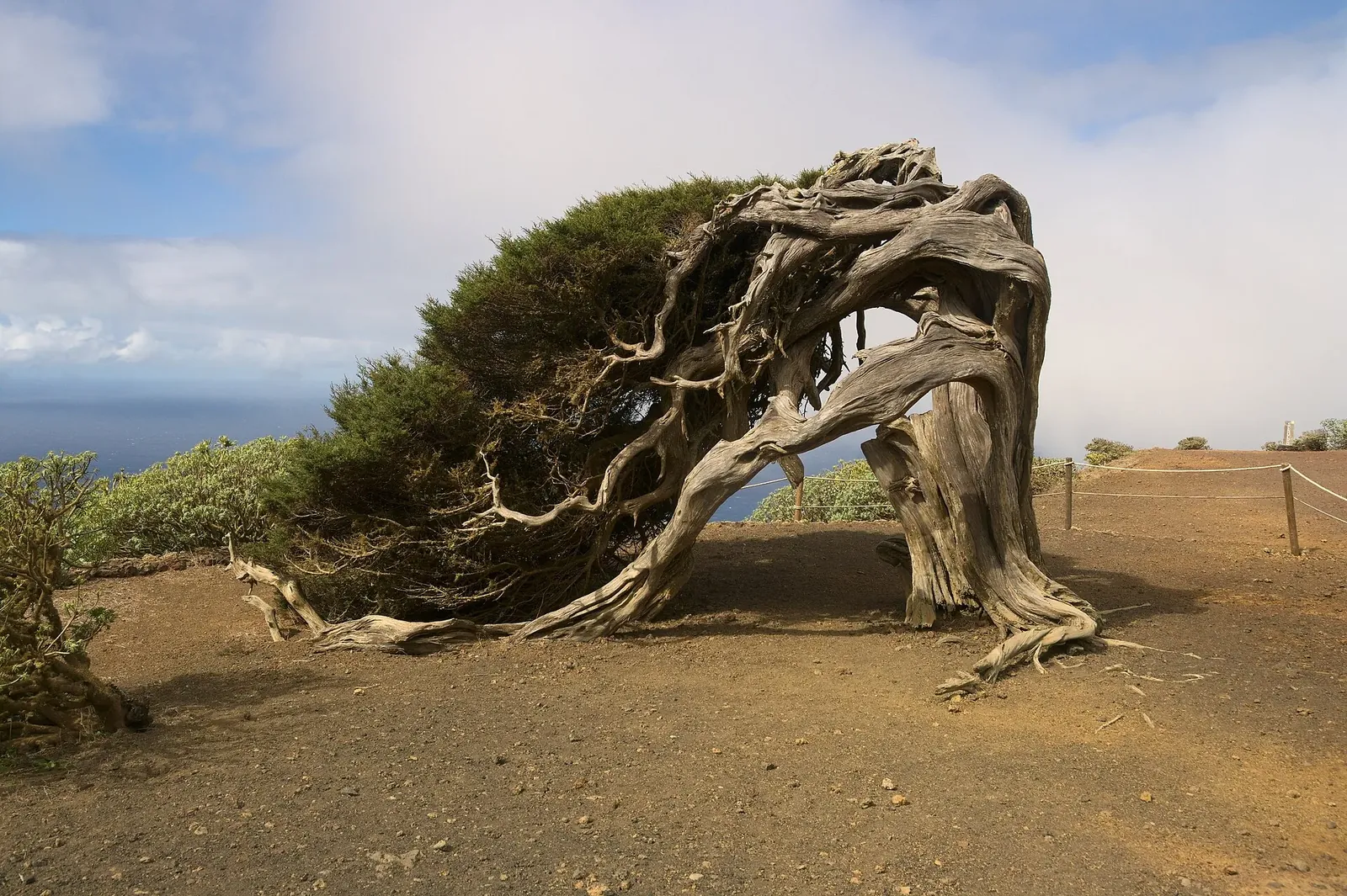 El Sabinar (El Hierro)
