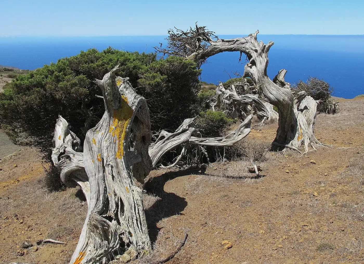 Sabinas con el océano Atlántico al fondo