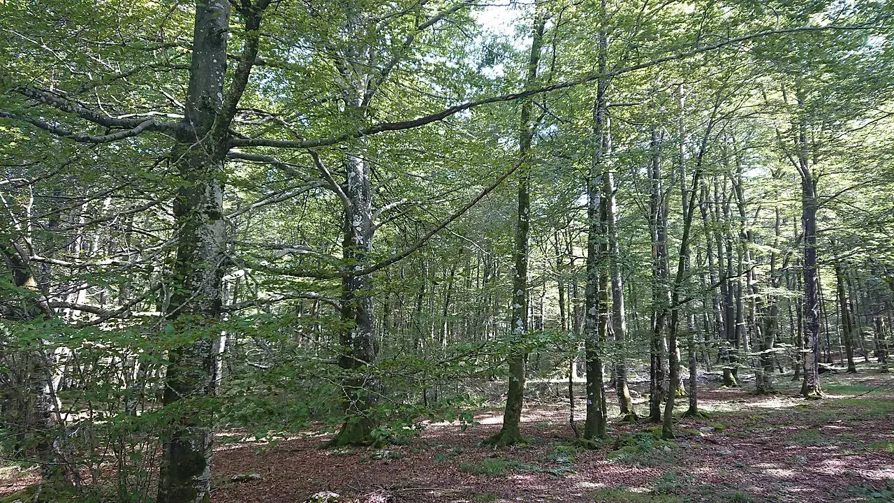 Hayedo de Monte Santiago