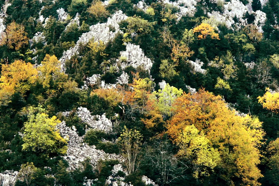 Hayas de colores en la Selva de Irati en otoño