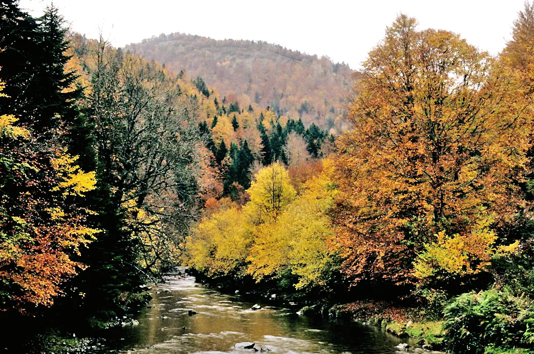 Selva de Irati: cómo visitar el gran hayedo de Navarra