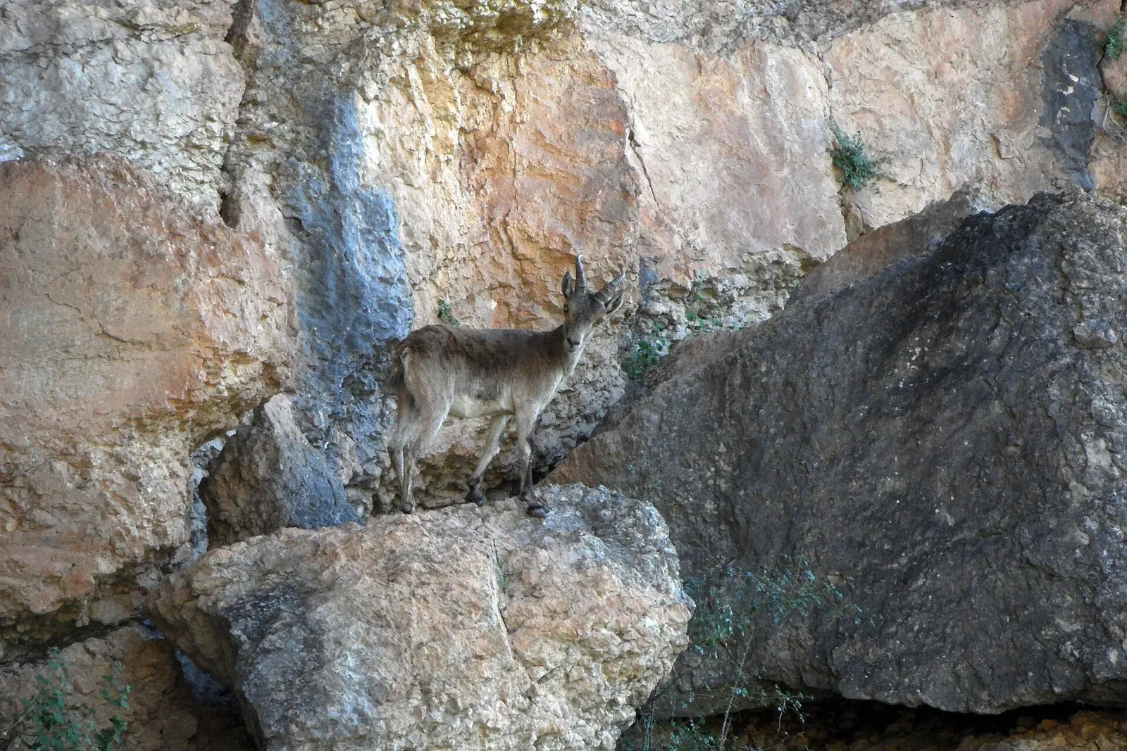 Cabra montés en las rocas de la Cerrada del Utrero