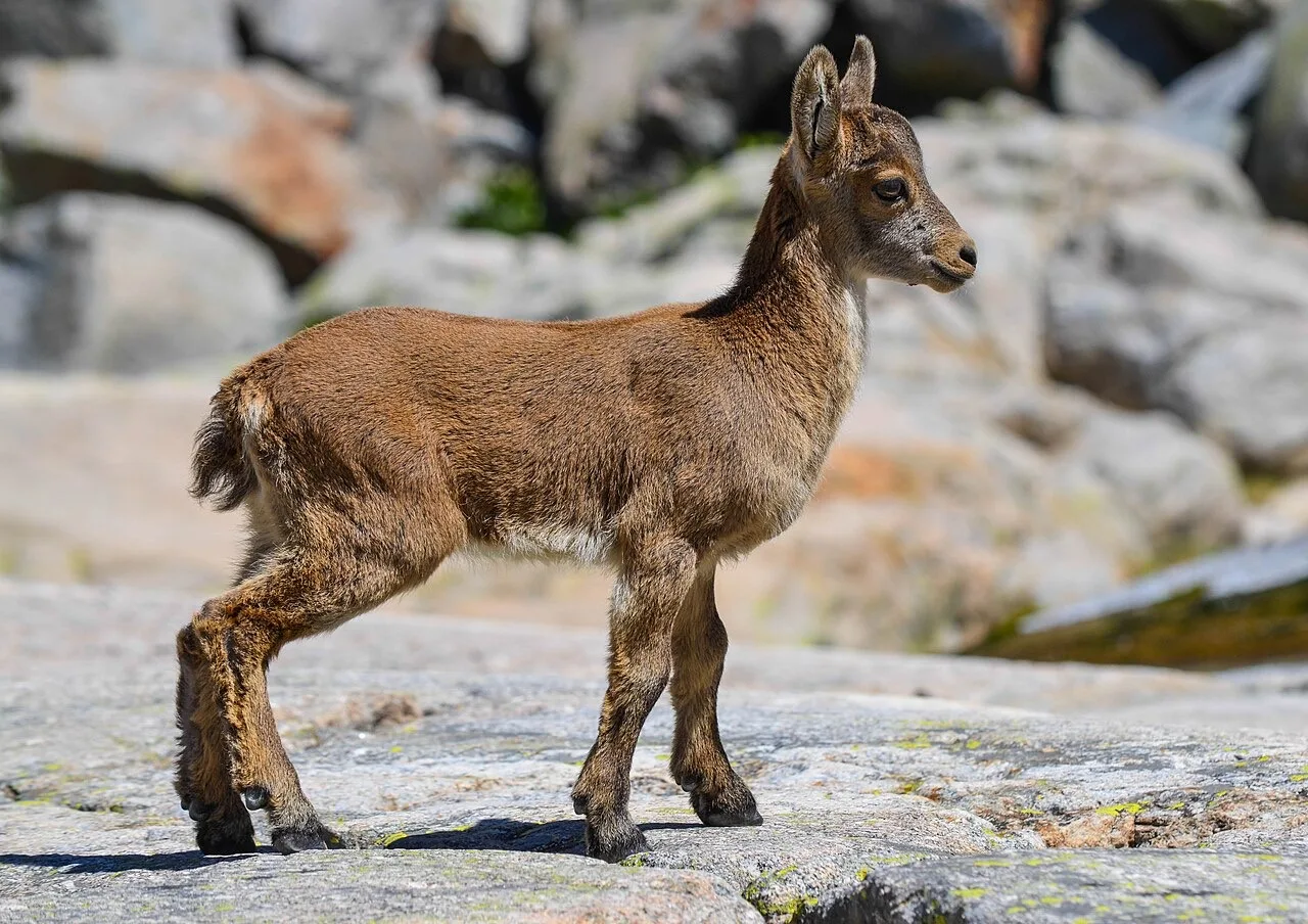 Cabra montés joven en la Laguna Grande de Gredos