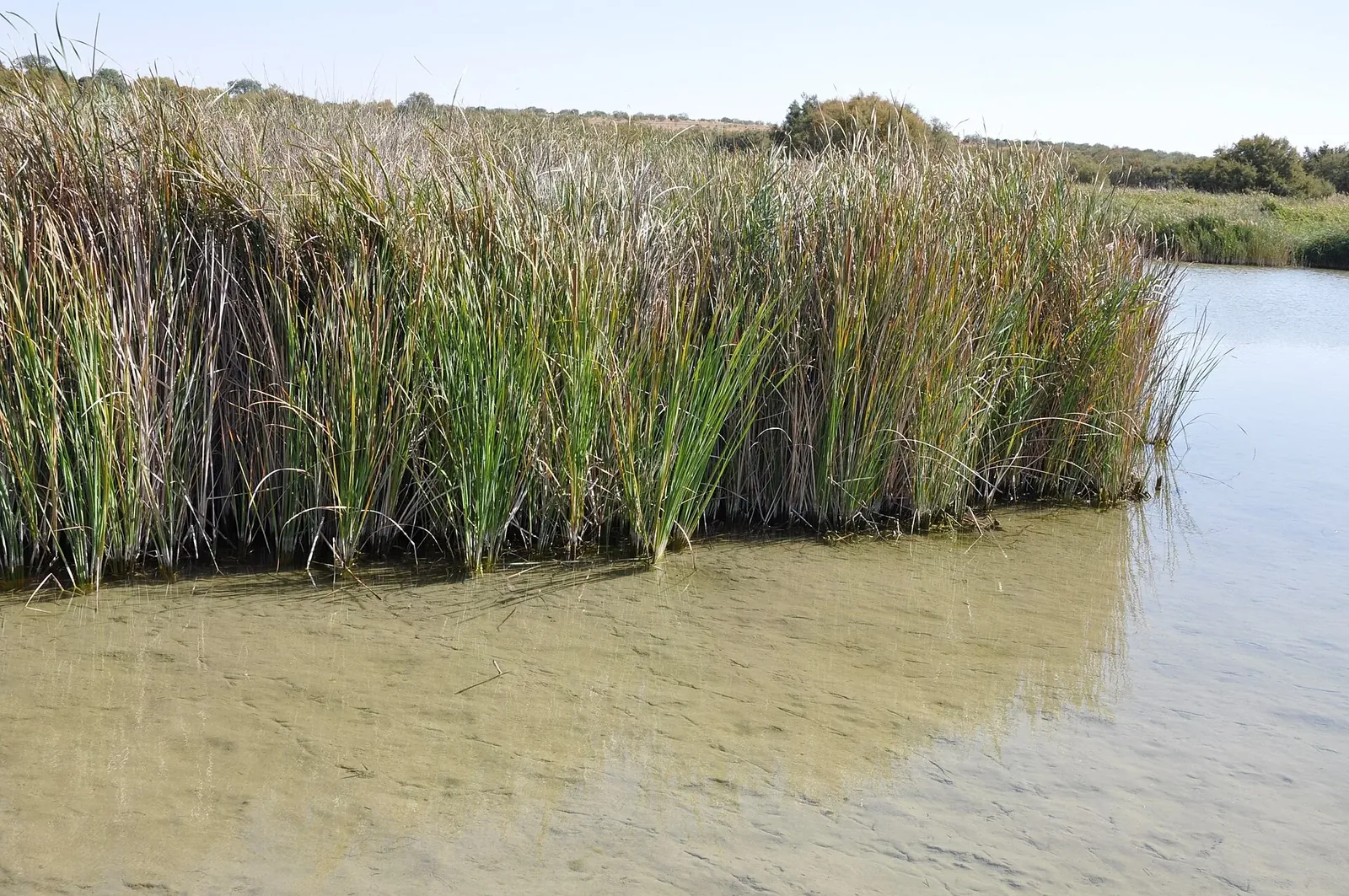 Carrizal junto al agua en las Tablas de Daimiel