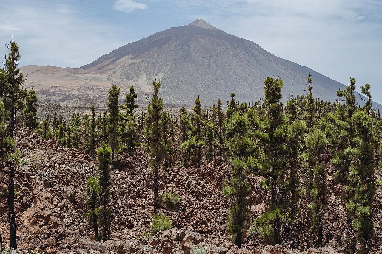 Pinar canario con el Teide al fondo
