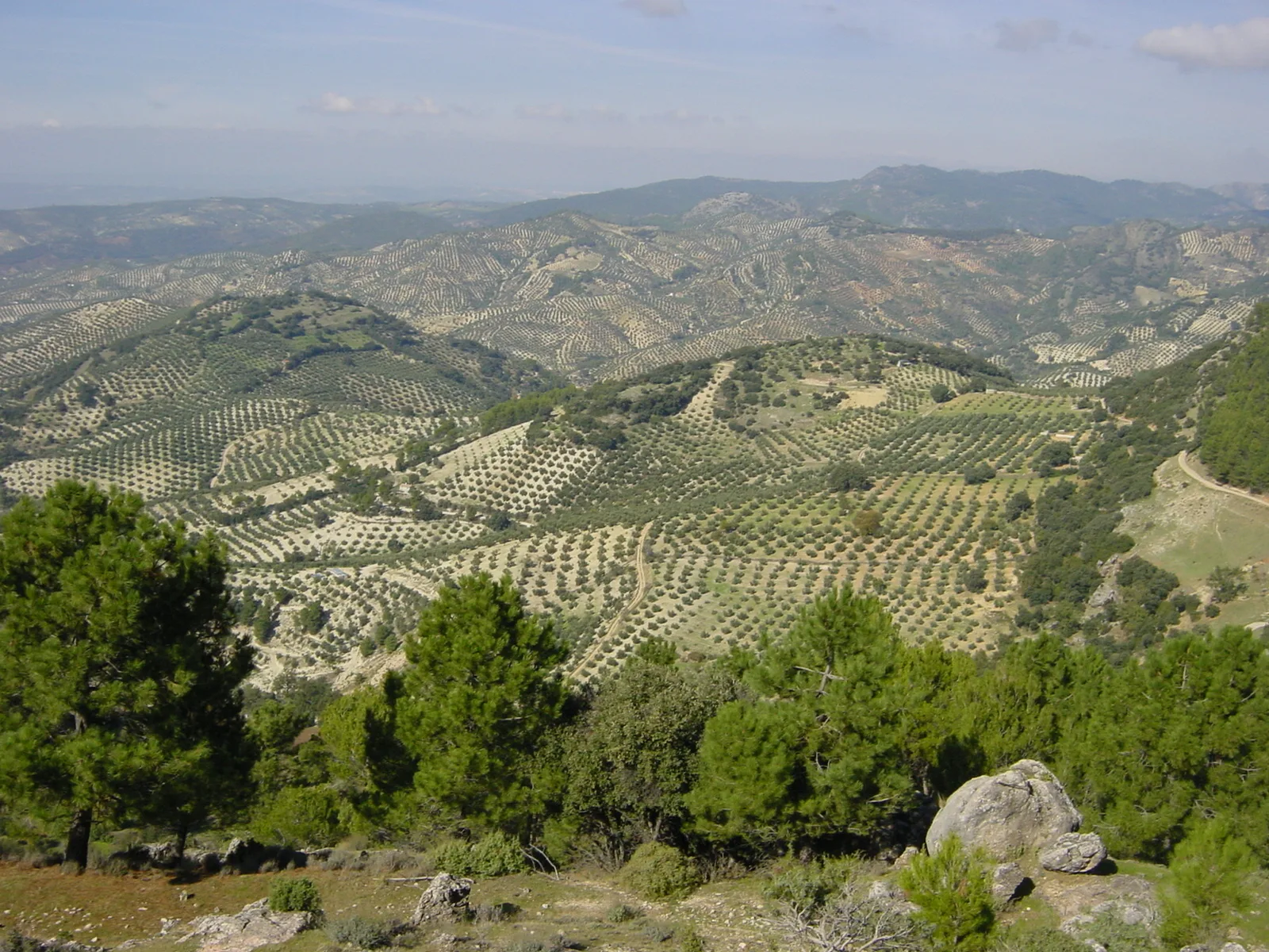 Olivares en la provincia de Jaén